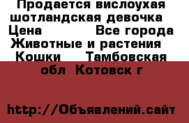 Продается вислоухая шотландская девочка › Цена ­ 8 500 - Все города Животные и растения » Кошки   . Тамбовская обл.,Котовск г.